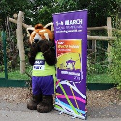 Ruby the Red Panda unveiled as Birmingham 2018 mascot