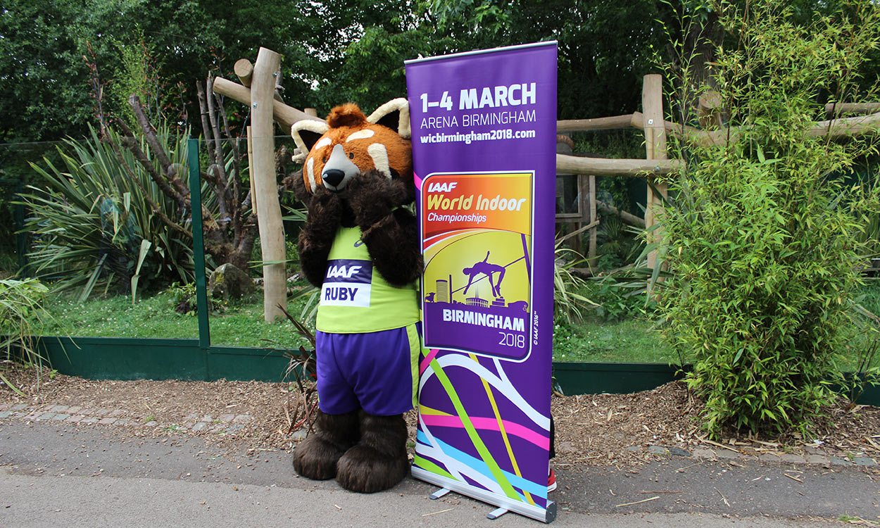 Ruby the Red Panda unveiled as Birmingham 2018 mascot